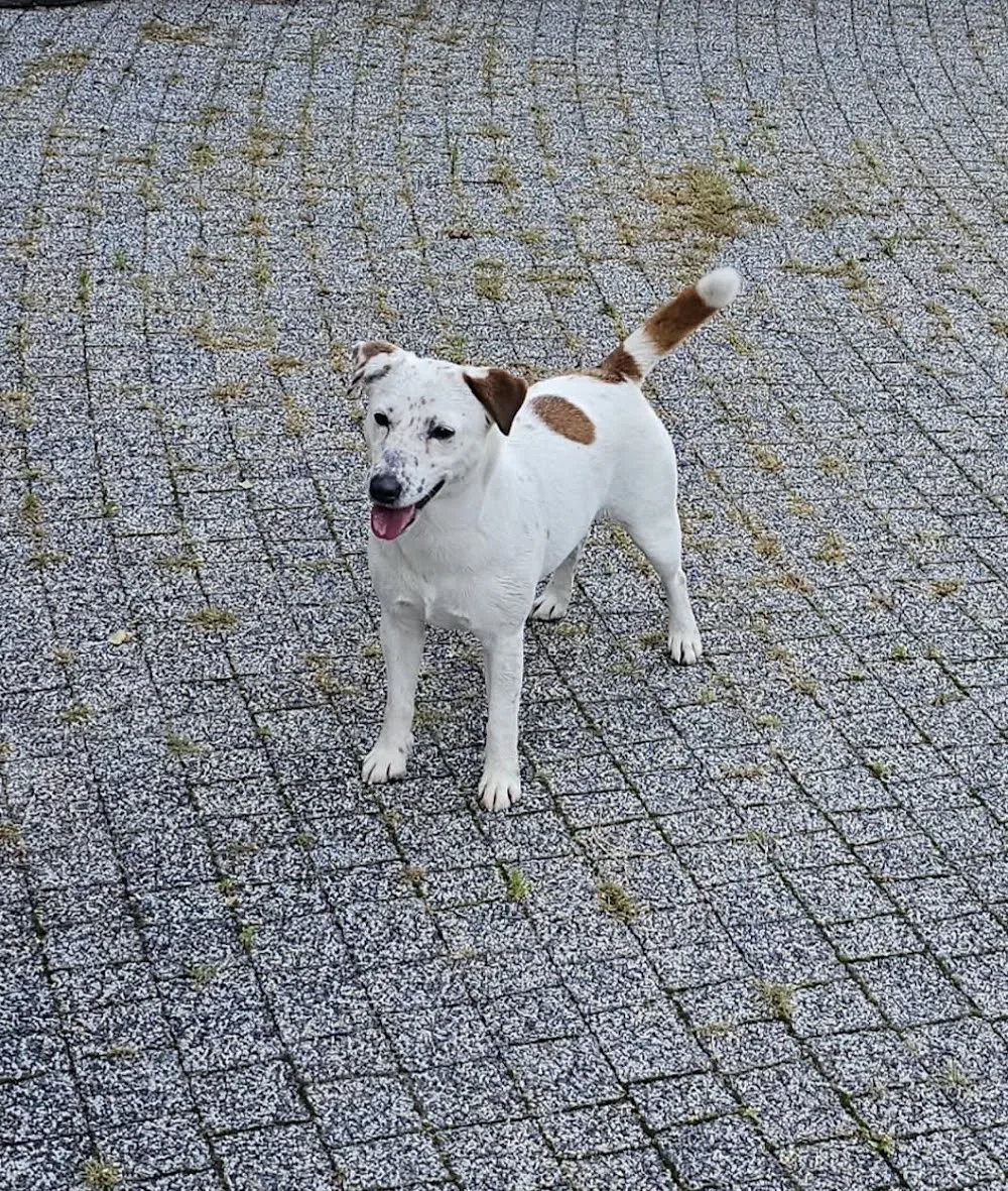 DOG Holiday - Hotel dla psa i kota - Holy Cross pet otel