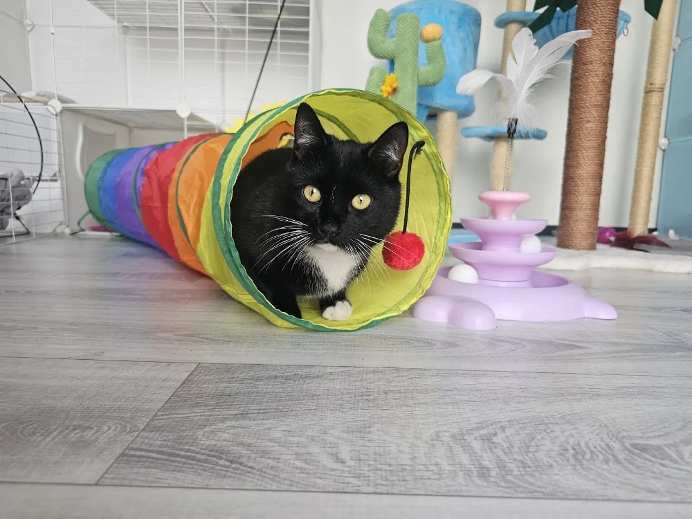 HAPPY CAT hotel dla kotów - Holy Cross pet otel görseli 3