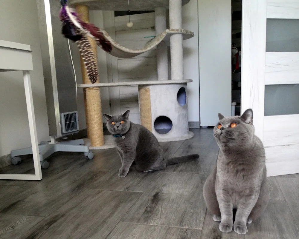 Hotel dla kotów Cat-House - Holy Cross pet otel