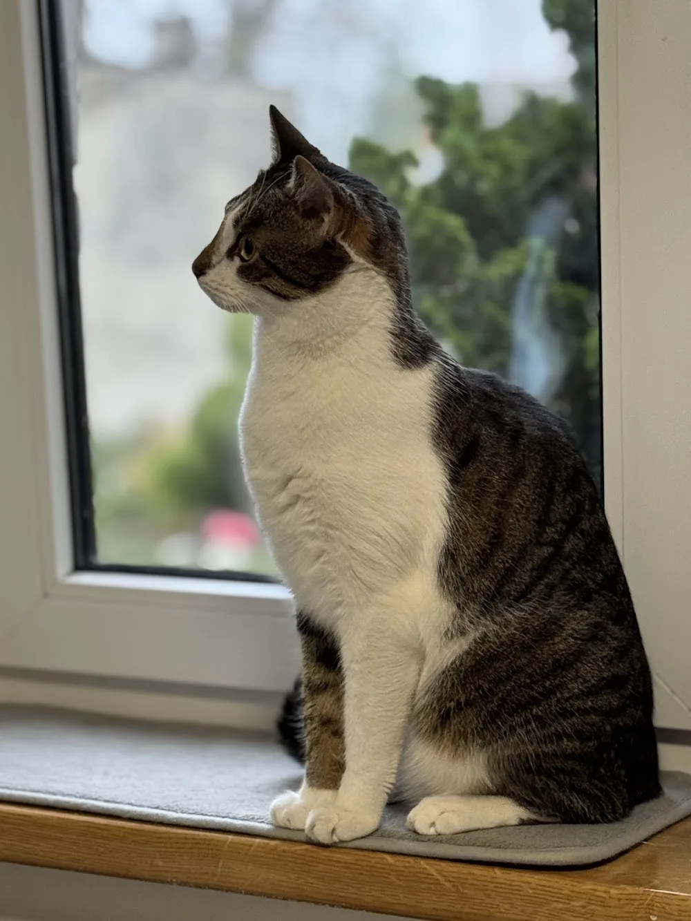 Hotel dla kotów Cat-House - Holy Cross pet otel görseli 3