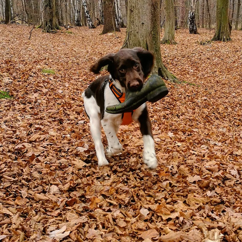 Hotel dla psów i hodowla wyżłów Canis Fortuna - Holy Cross pet otel görseli 3