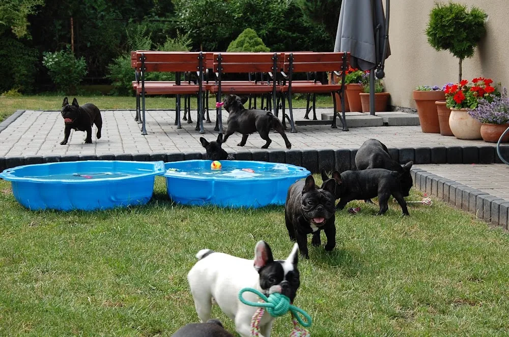 Hotel dla zwierząt Minimolos - Holy Cross pet otel görseli 6