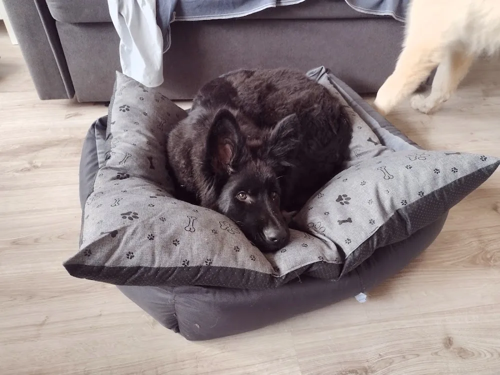 Luciane Psiedlisko Hotel dla psów - Holy Cross pet otel görseli 2