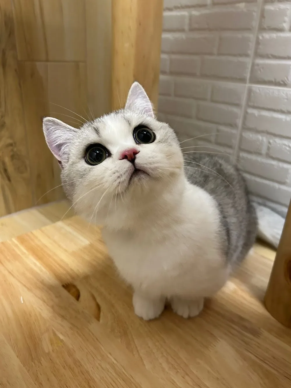 Cat Inn HK 猫回家 - Hong Kong SAR pet otel görseli 3