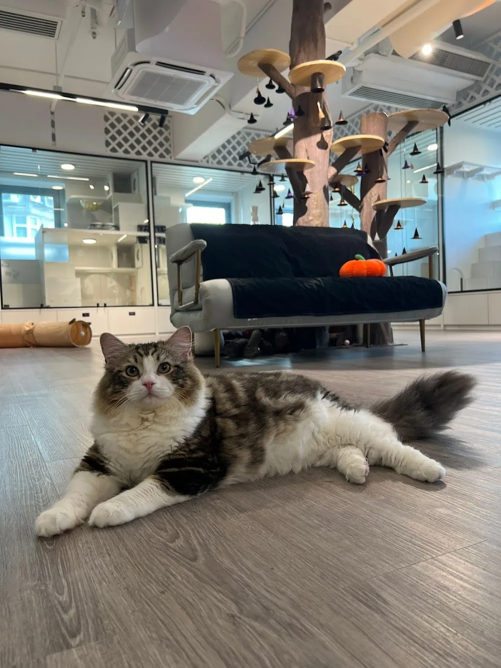 貓窩酒店 Catnap Cat Hotel - Hong Kong SAR pet otel görseli 3