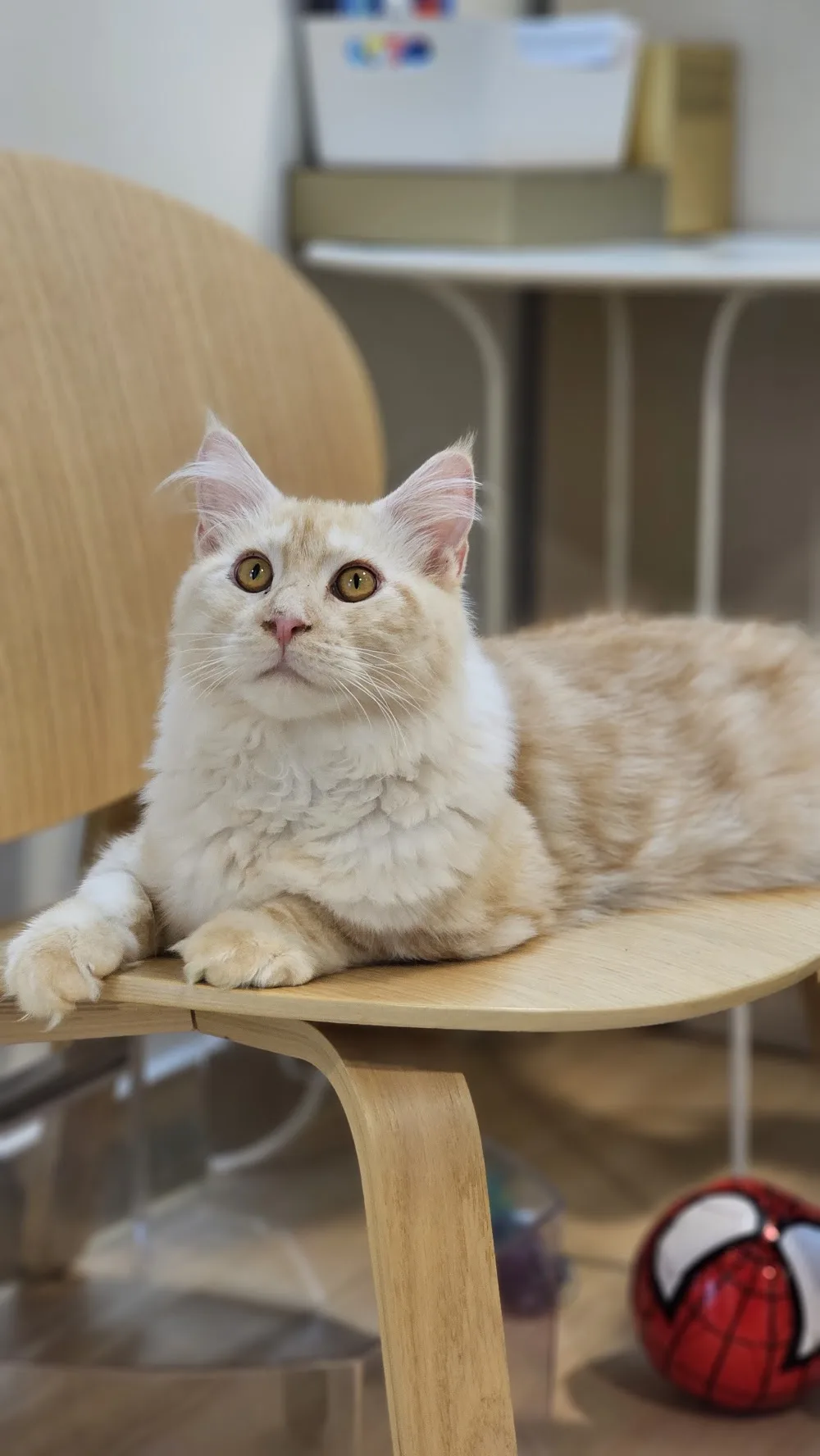 貓悅酒店 Catstar Cat Hotel - Hong Kong SAR pet otel görseli 3