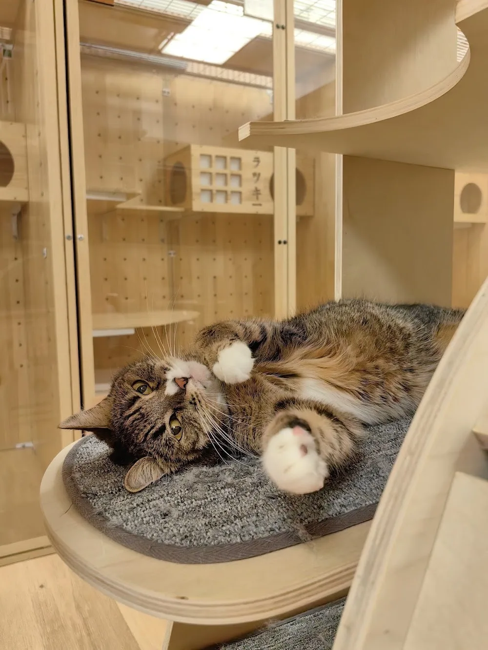 Caturday Hotel 喵の寮 (貓酒店/Cat Hotel) - Hong Kong SAR pet otel