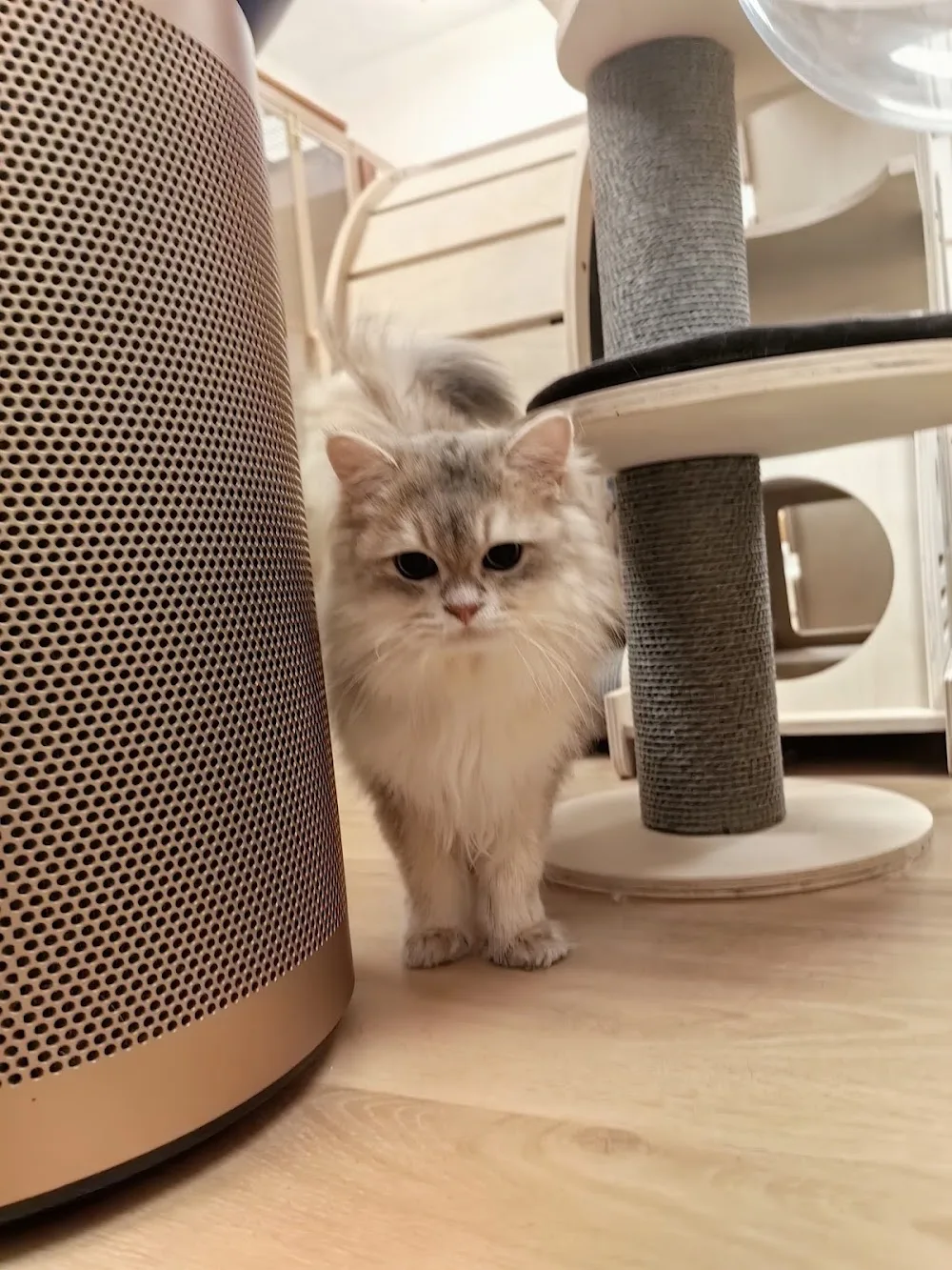 Caturday Hotel 喵の寮 (貓酒店/Cat Hotel) - Hong Kong SAR pet otel görseli 3