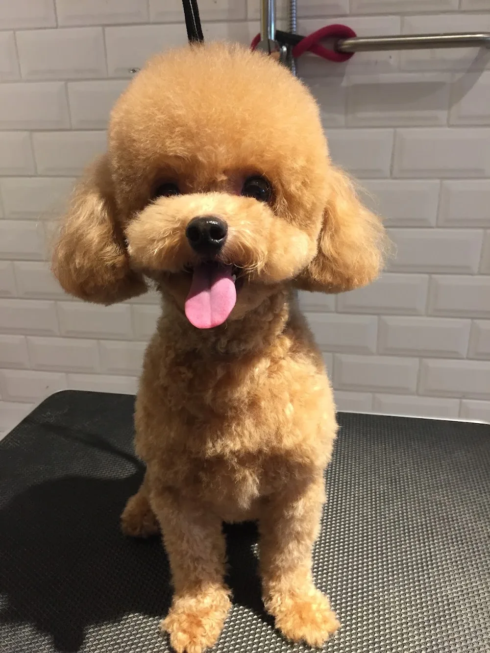 Dog Cheers - 寵物酒店、寵物美容、派對場地 - Hong Kong SAR pet otel