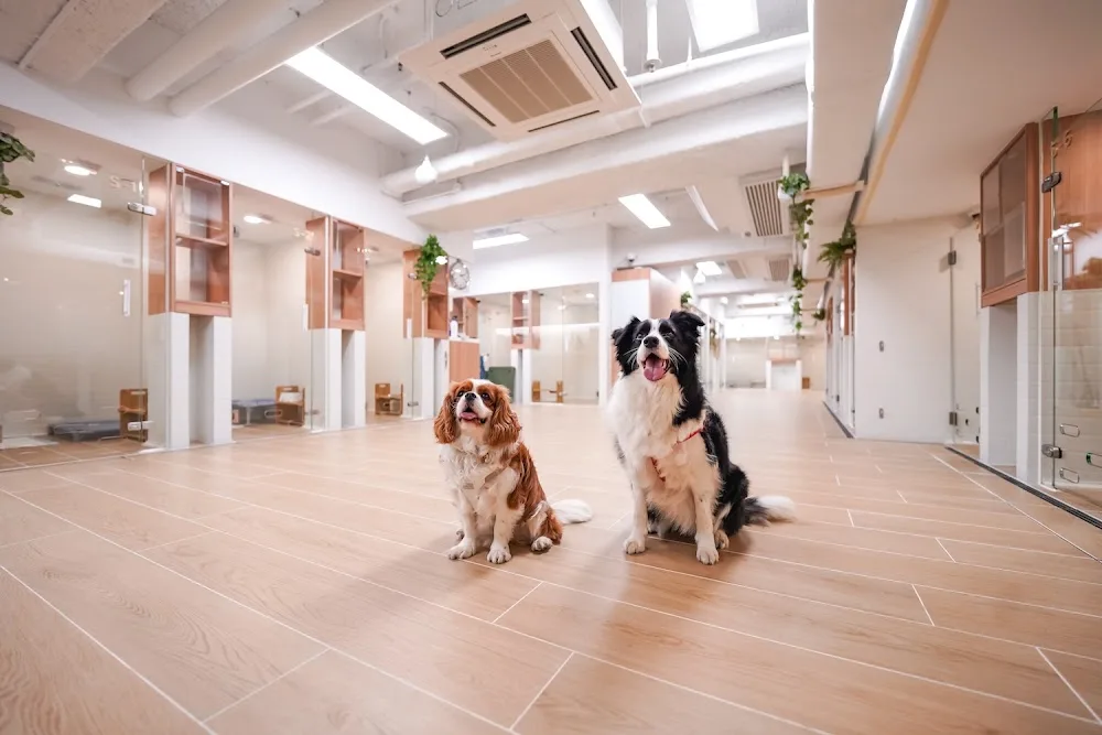 Dog Inn - Hong Kong SAR pet otel