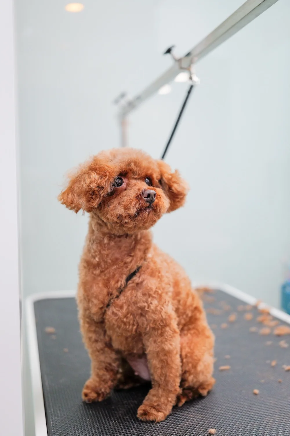 Dog Inn - Hong Kong SAR pet otel görseli 3