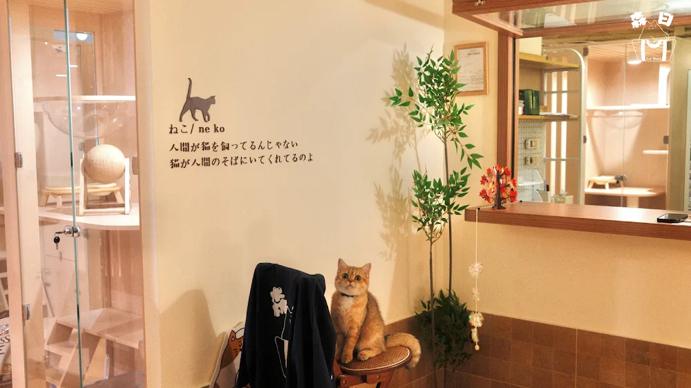 森日貓酒店 Forestlife Cat Hotel - Hong Kong SAR pet otel görseli 2