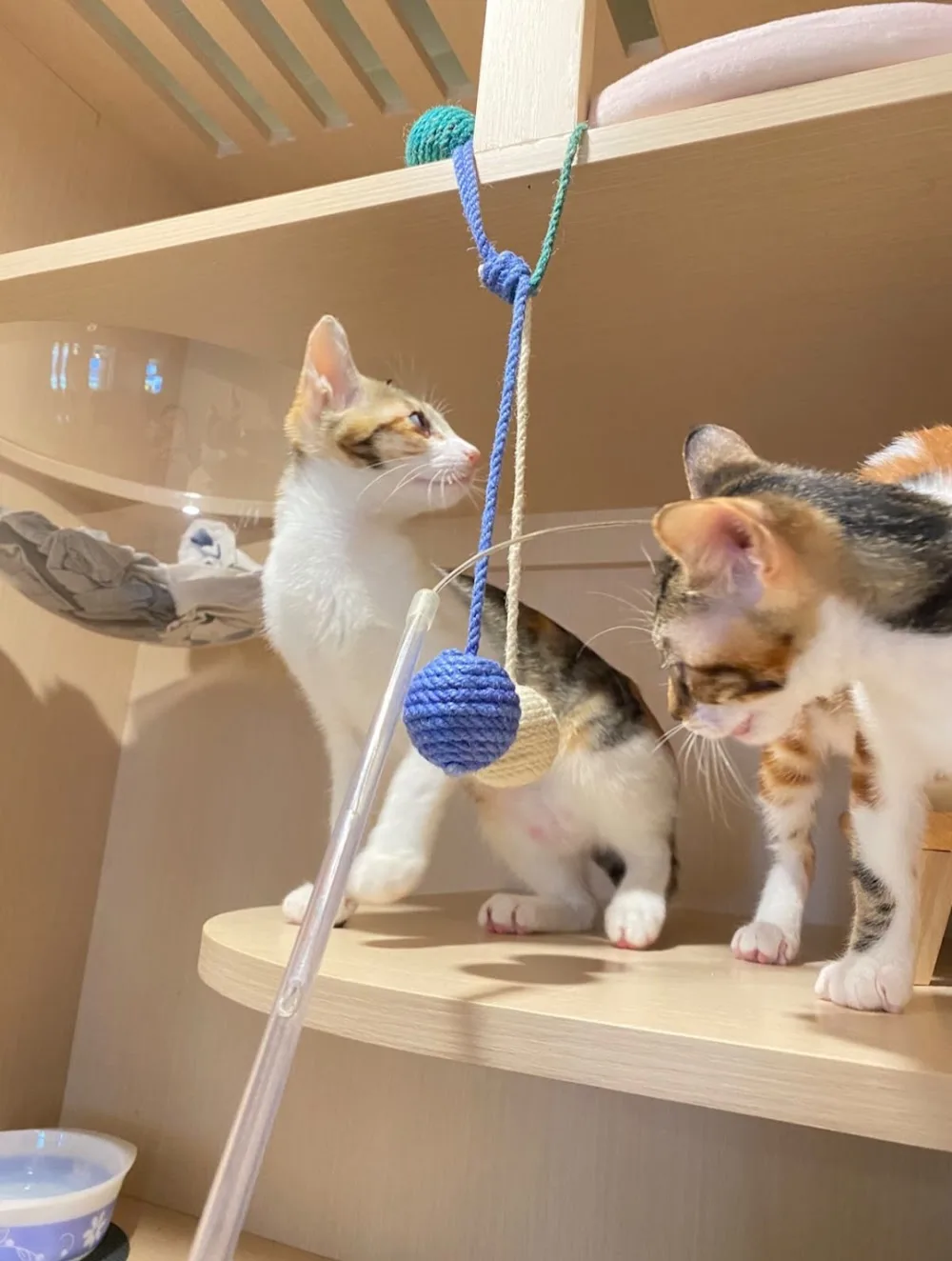 森日貓酒店 Forestlife Cat Hotel - Hong Kong SAR pet otel görseli 3