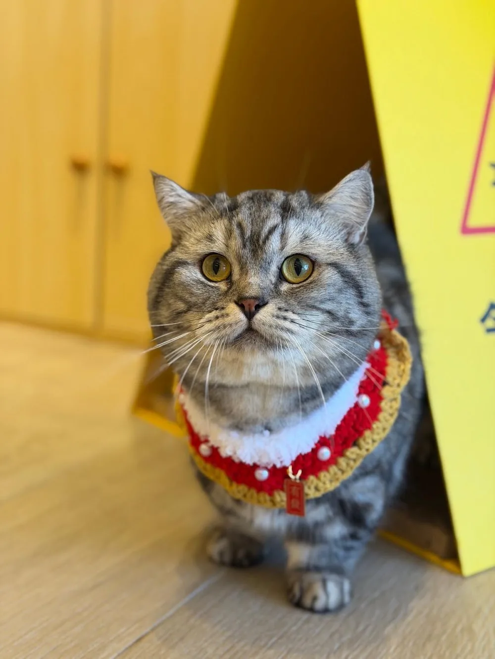 Furball Life Cat Hotel - Hong Kong SAR pet otel