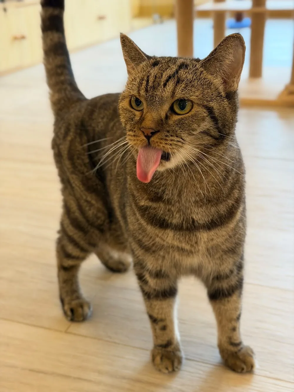 Furball Life Cat Hotel - Hong Kong SAR pet otel görseli 3