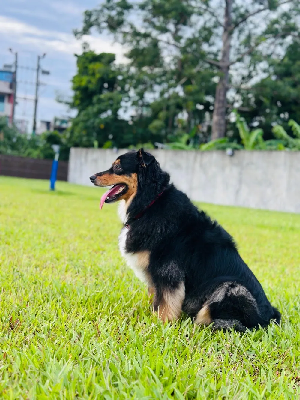 Pawties 寵物酒店日托|真草草地|寵物美容派對 - Hong Kong SAR pet otel