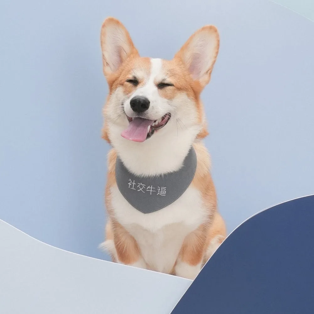 Pawties 寵物酒店日托|真草草地|寵物美容派對 - Hong Kong SAR pet otel görseli 5
