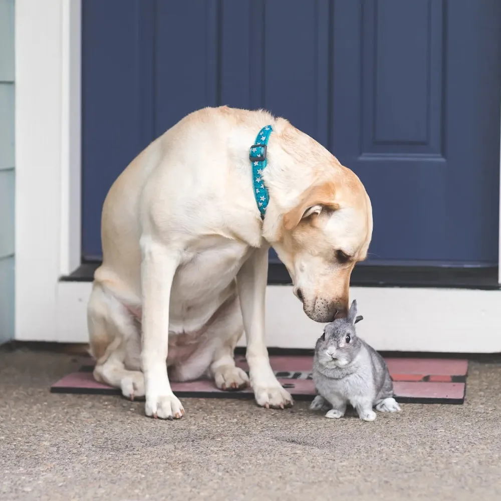 Doctor-Do-Lotts VIP Developed Pet & Care Services Ltd - Hounslow pet otel