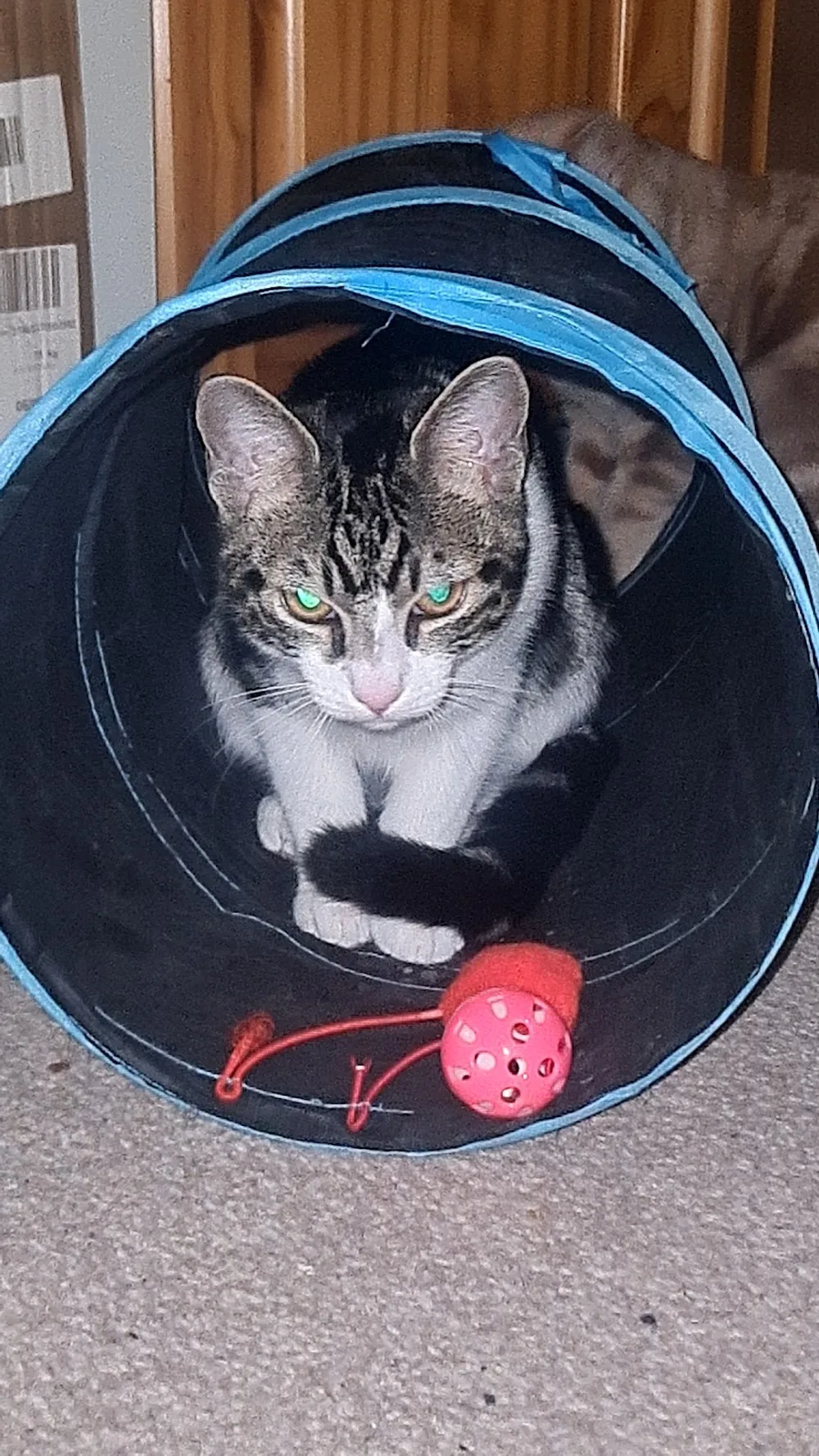 Purr & Paws Hotel - Hounslow pet otel