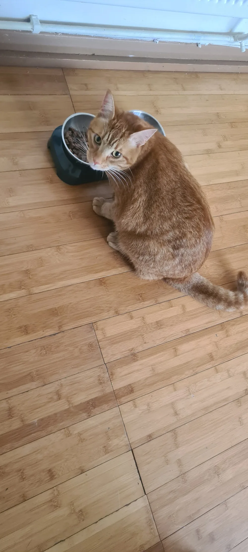 Purr & Paws Hotel - Hounslow pet otel görseli 3