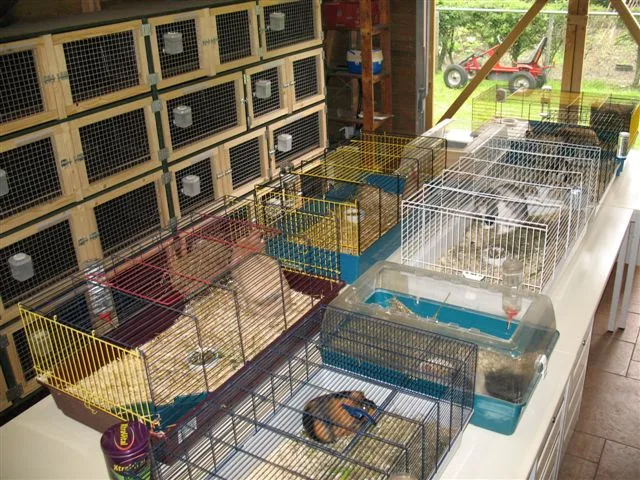 Boszigt Kleindierenpension - Houten pet otel görseli 3