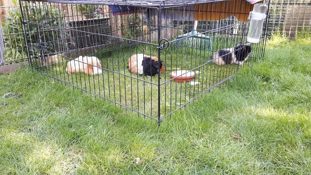 De Konijnencoach - Houten pet otel görseli 3