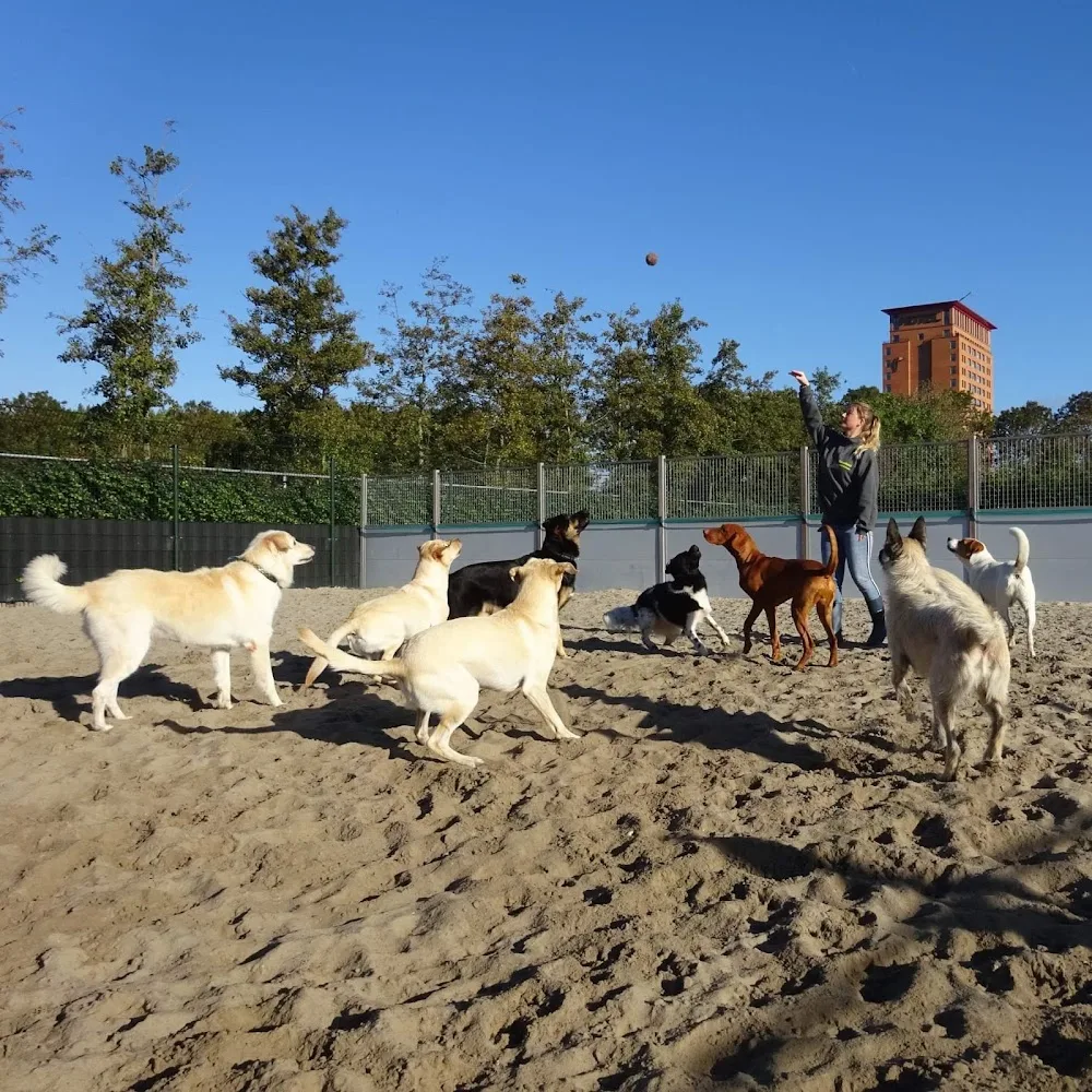 Dierenhotel de Hendrikshoeve - Houten pet otel