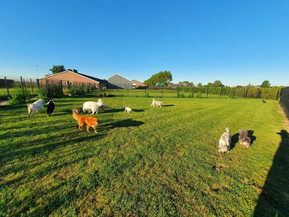 Dierenhotel en Hondendagopvang Het Groene Hart - Houten pet otel