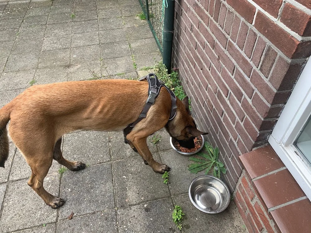 Dierenpension Beukenhove - Houten pet otel görseli 3