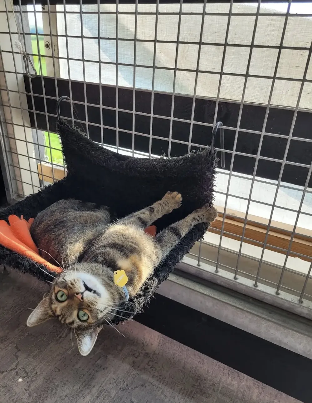 Hondencreche en dierenpension A2 Culemborg - Houten pet otel görseli 3