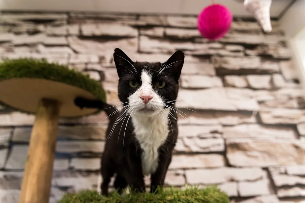 Kattenhotel Culemborg - Houten pet otel görseli 5