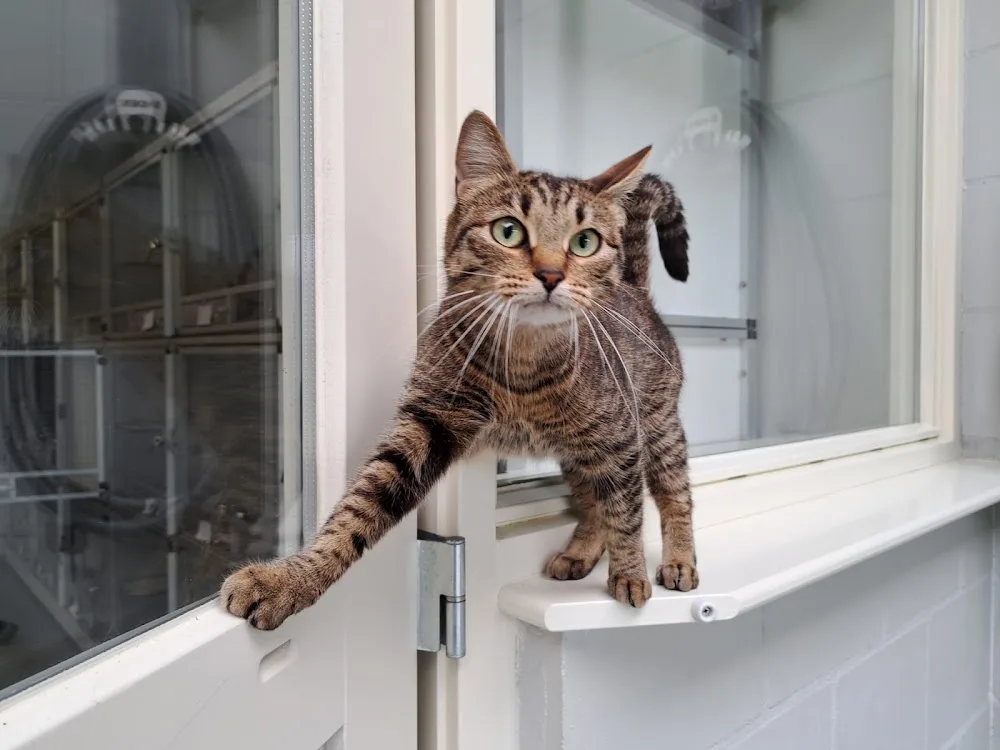 Kattenhotel De Vuursche - Houten pet otel görseli 3