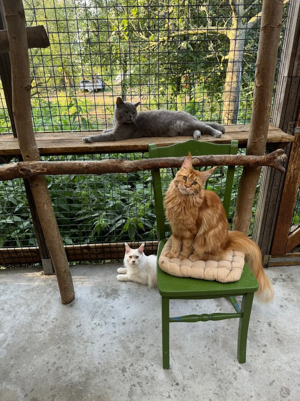 Kattenhotel Dotje - Houten pet otel