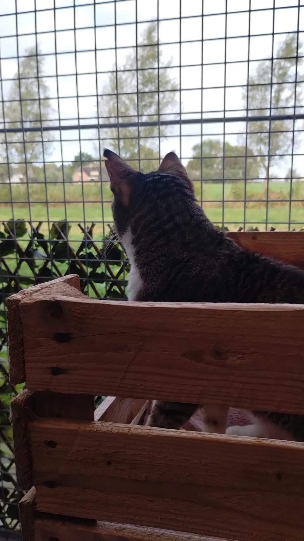 kattenhotel Miauws - Houten pet otel görseli 3