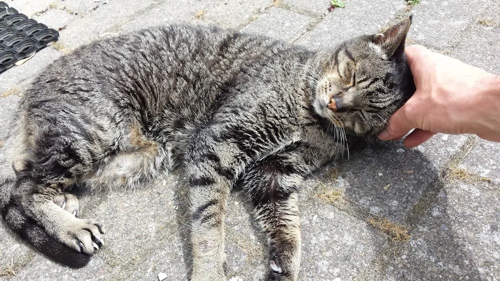 Kattenoppas Utrecht - Houten pet otel görseli 2