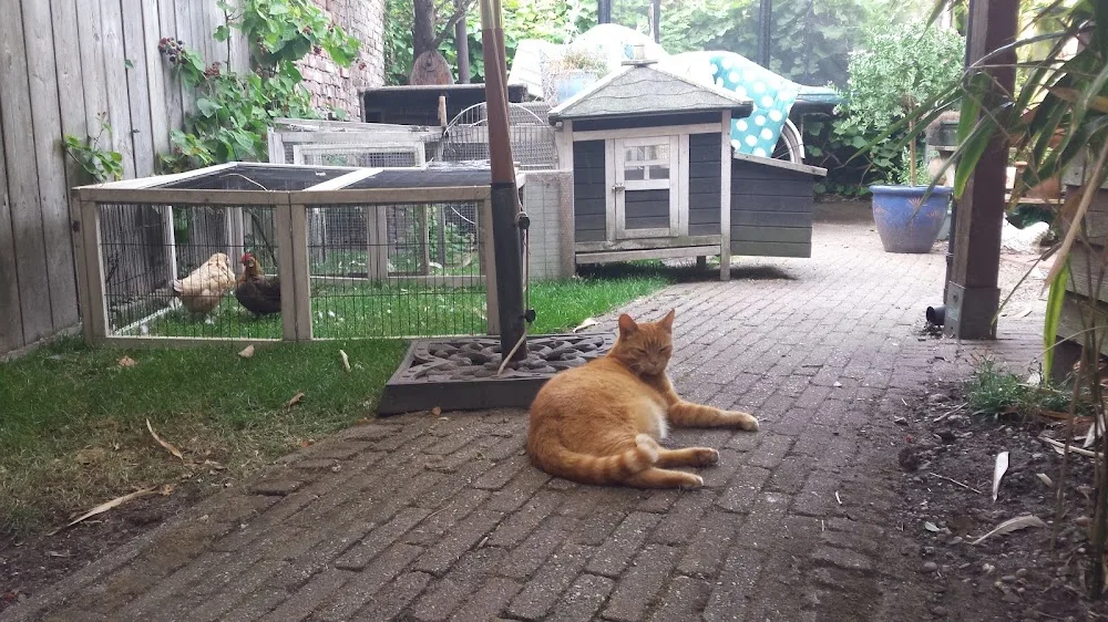 Kattenoppas Utrecht - Houten pet otel görseli 3