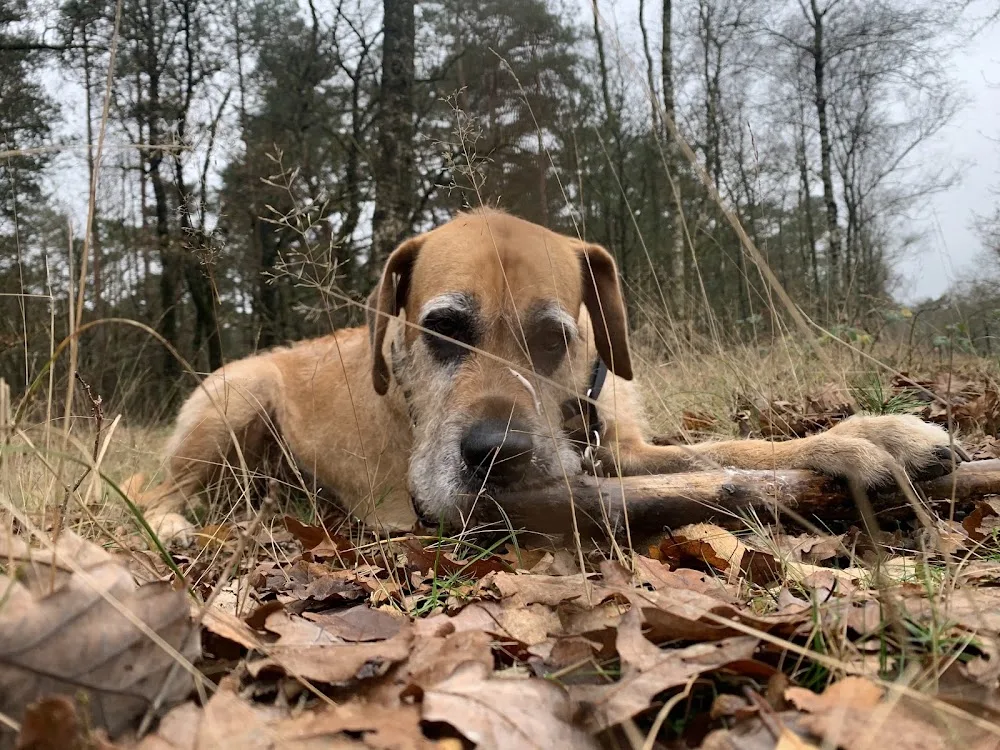 Stichting Dierentehuis Zeist en Omgeving - Houten pet otel