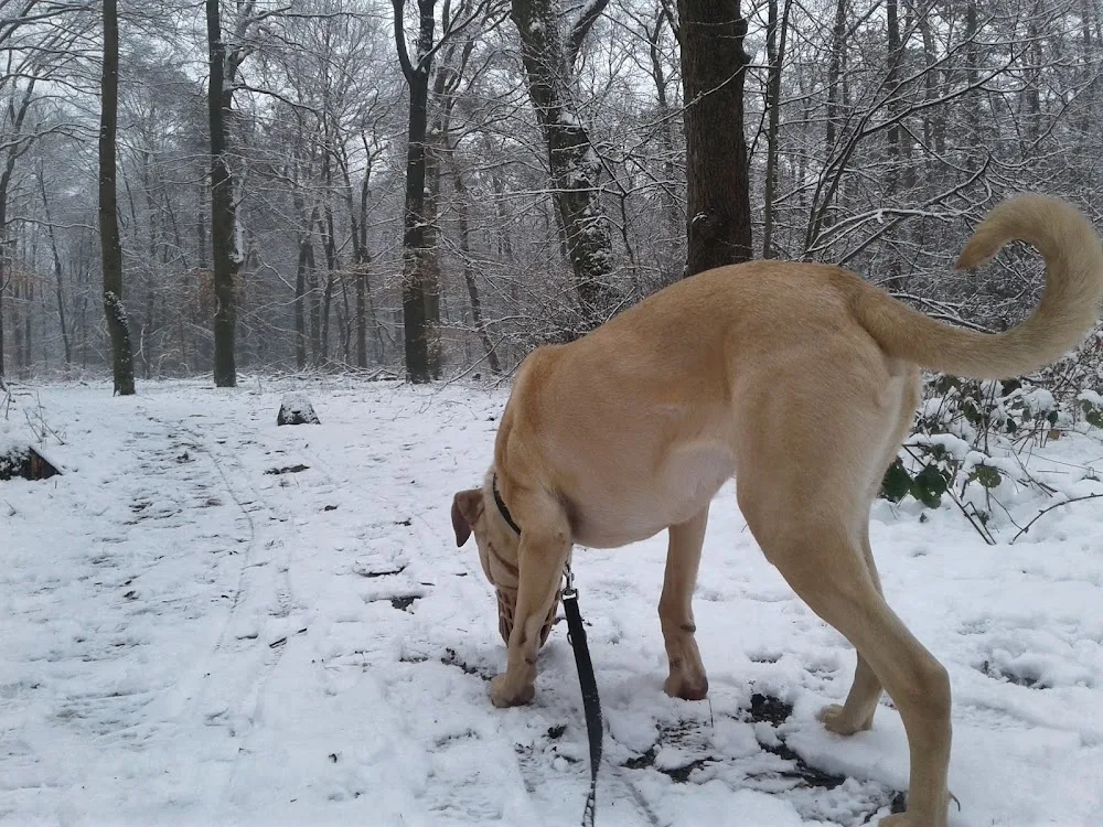 Stichting Dierentehuis Zeist en Omgeving - Houten pet otel görseli 3