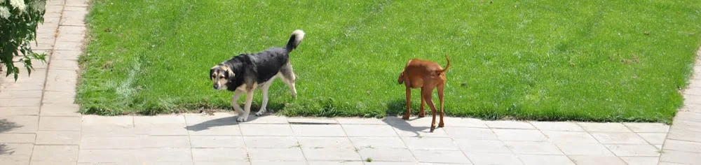 Stichting Rijpickerwaard - Houten pet otel görseli 2