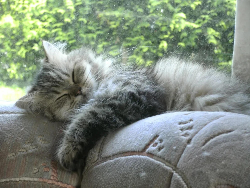 Syltjer Wald Honden/Katten Logeerboerderij - Houten pet otel görseli 3