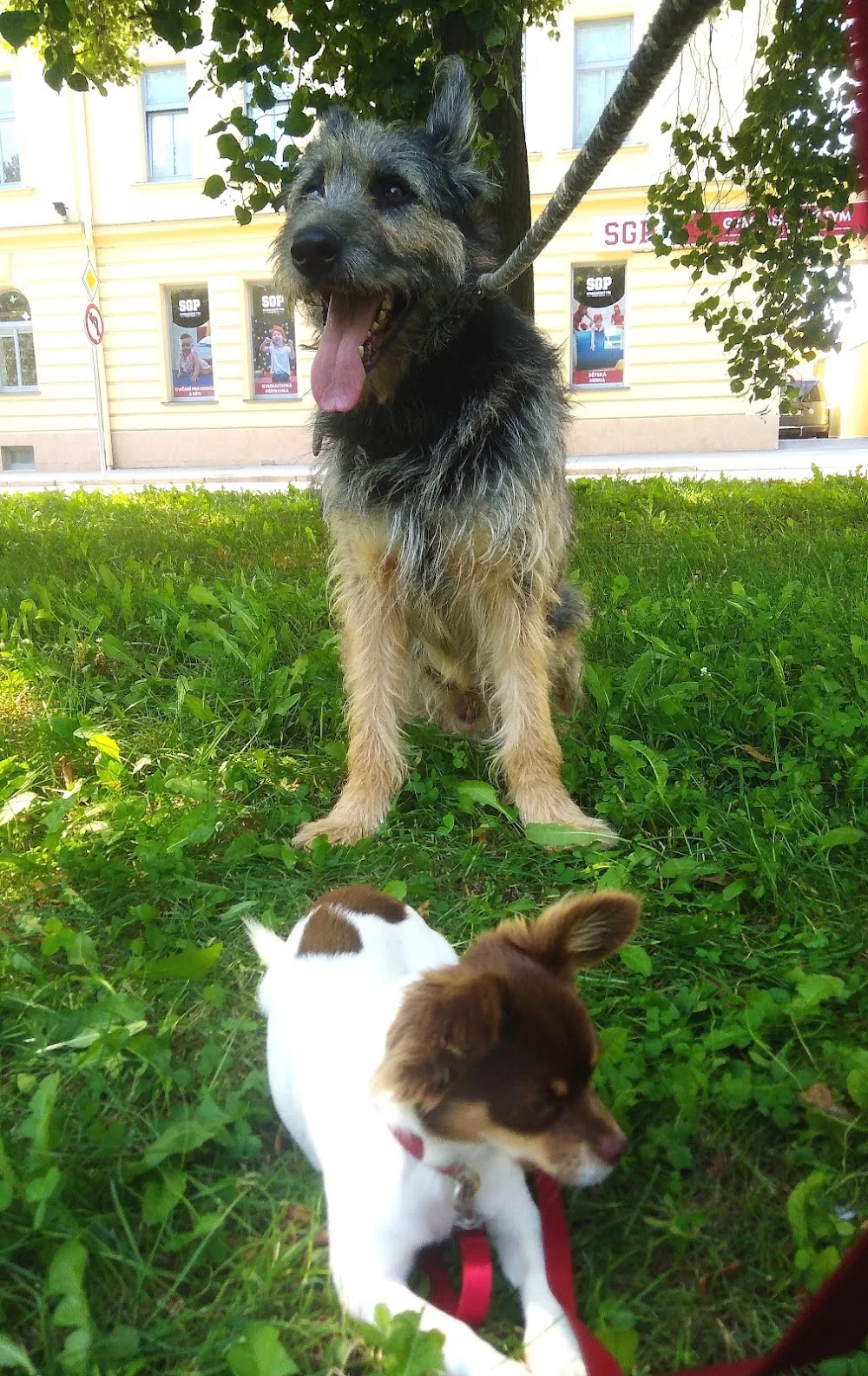 Hlídání psů - domácí prostředí, spolehlivost, flexibilita, zkušenosti - Hradec Králové pet otel görseli 3