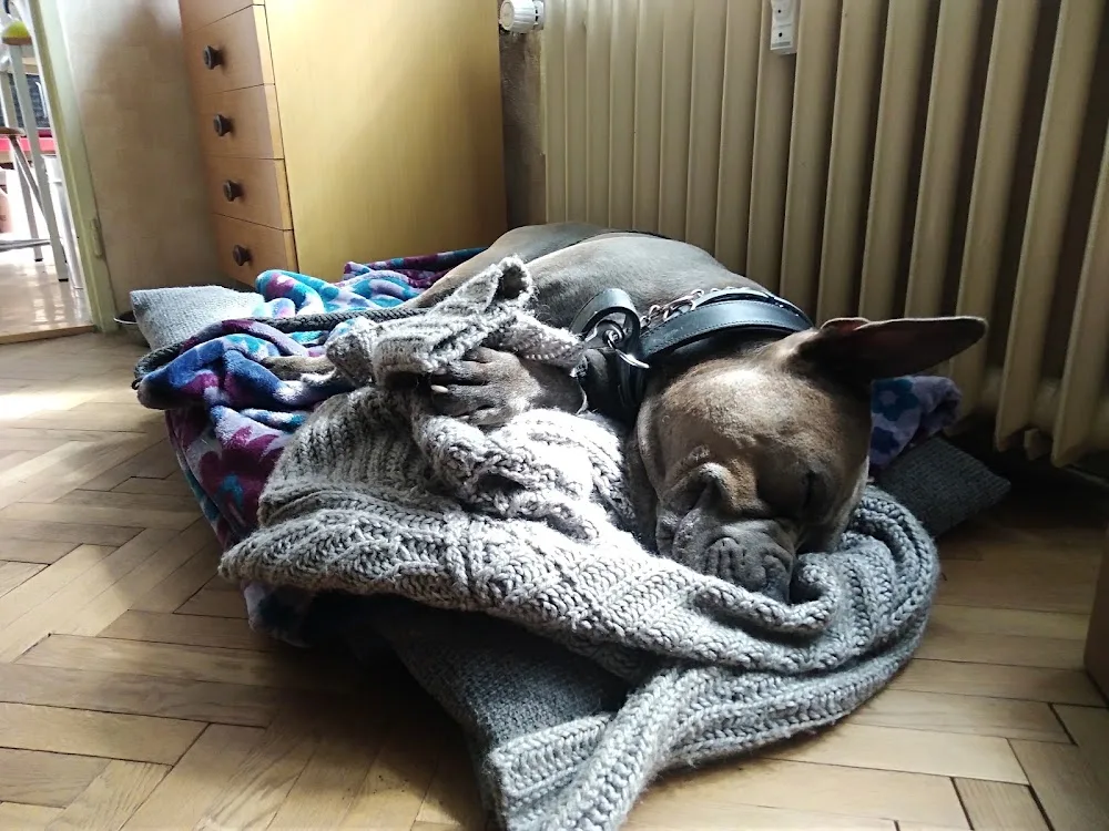 HLÍDÁNÍ PSŮ - Hradec Králové pet otel