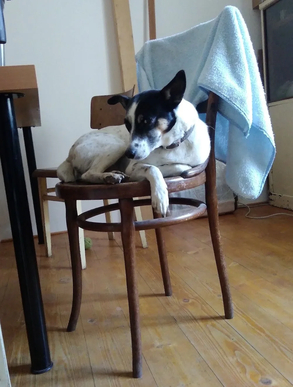 HLÍDÁNÍ PSŮ - Hradec Králové pet otel görseli 3