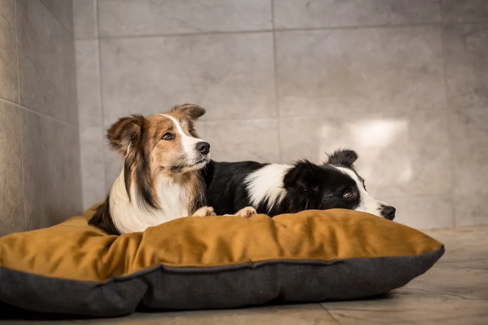 Hotel pro psy 4Paws - Hradec Králové pet otel görseli 3