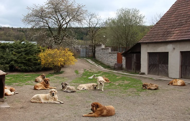 kennel TORNADO ERBEN - Hradec Králové pet otel görseli 3