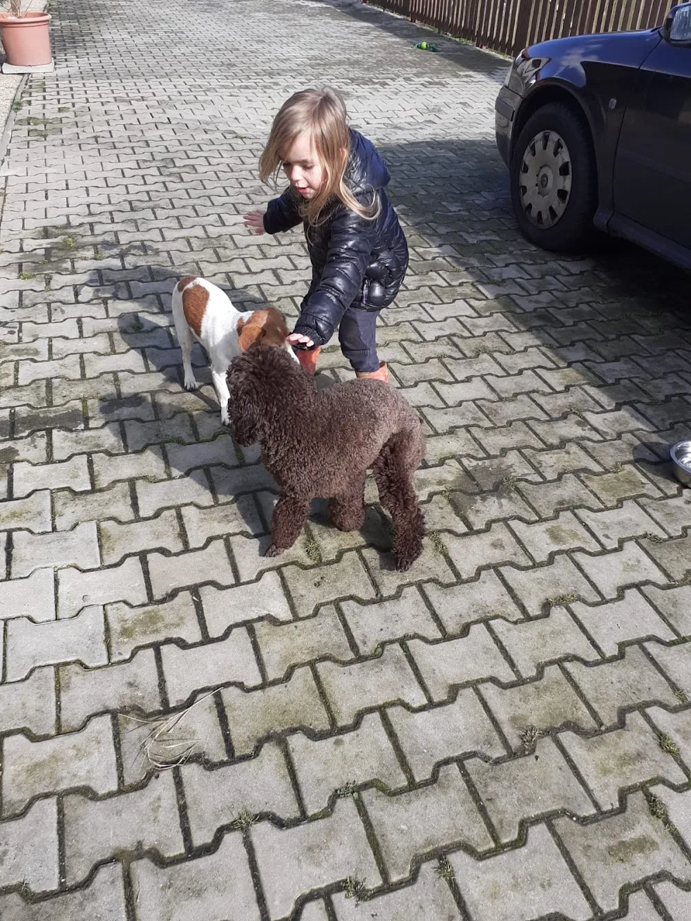 Psí Hotýlek - Kalvodová Eva - Hradec Králové pet otel görseli 3