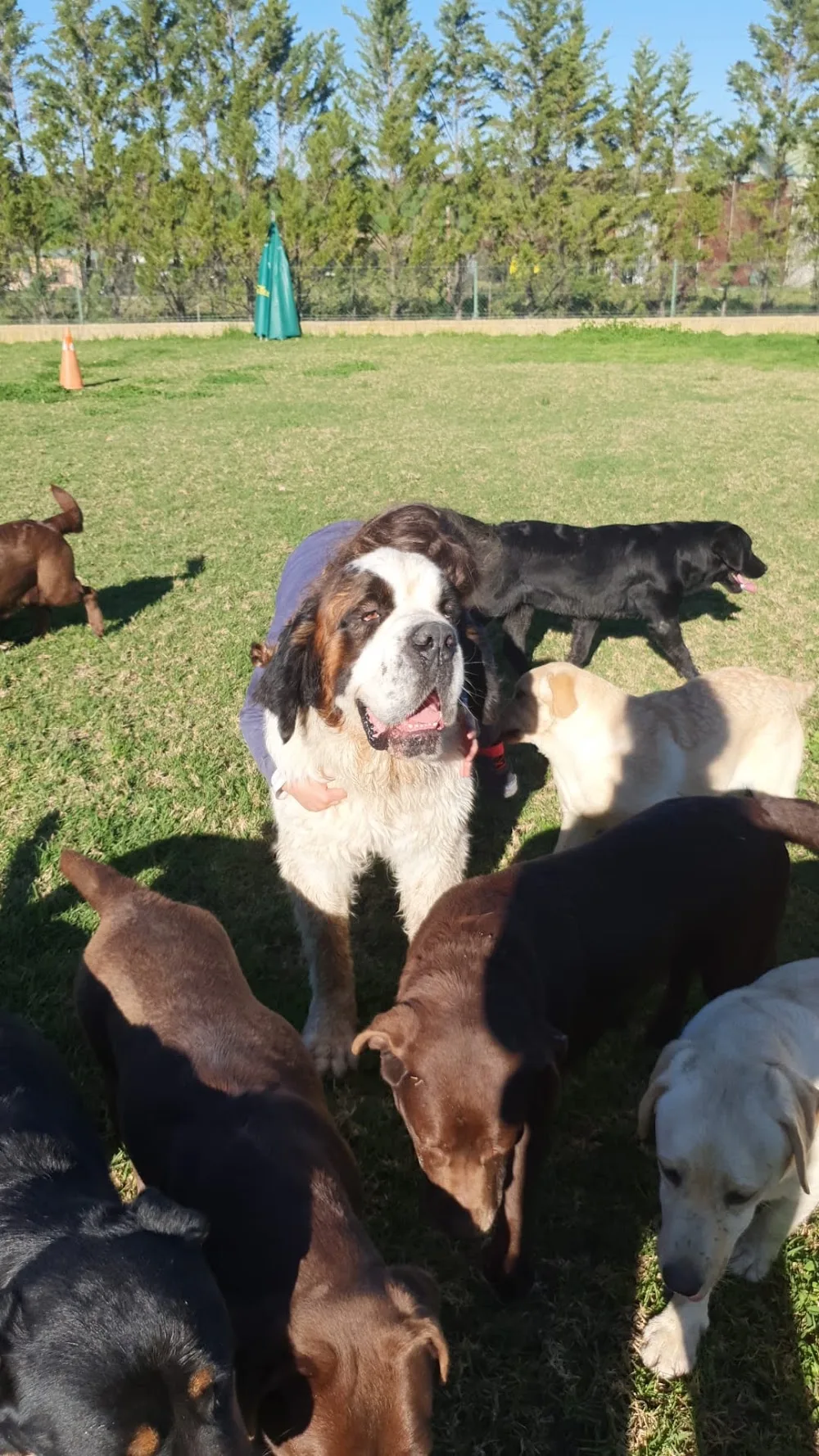 Ivsanco Residencia Canina - Huelva pet otel