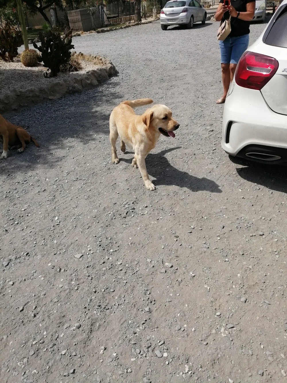 Ivsanco Residencia Canina - Huelva pet otel görseli 3