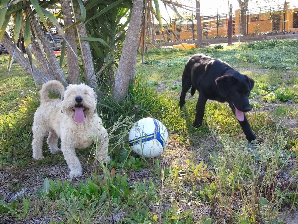 Residencia canina - Huelva pet otel görseli 3