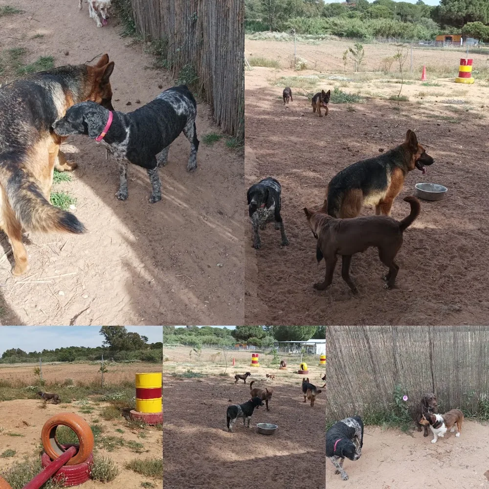 Residencia y Adiestramiento Canino Marchena - Huelva pet otel görseli 3